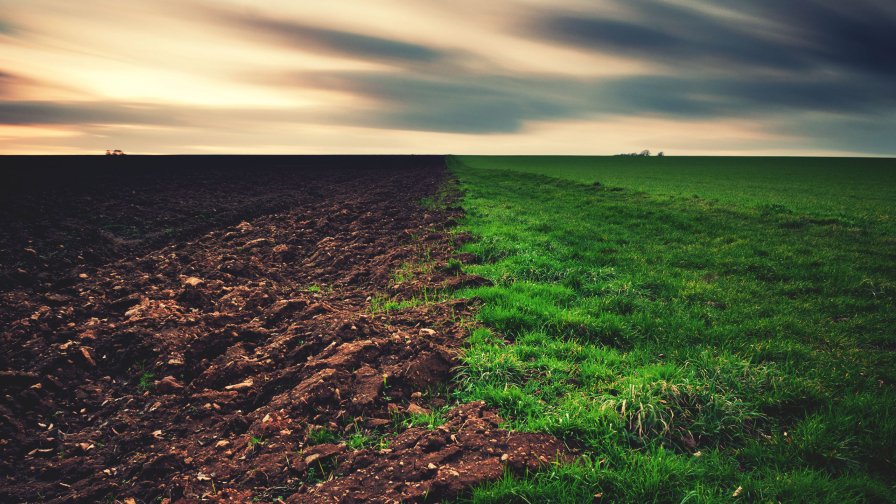 Green and Dead Fields