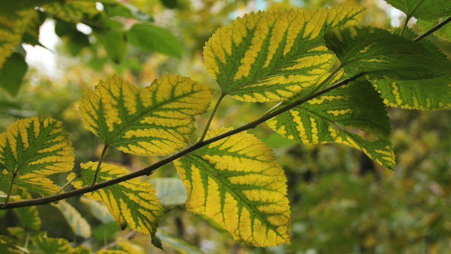 Green and Yellow Leaves on the Branch