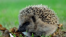 Hedgehog in Green Forest