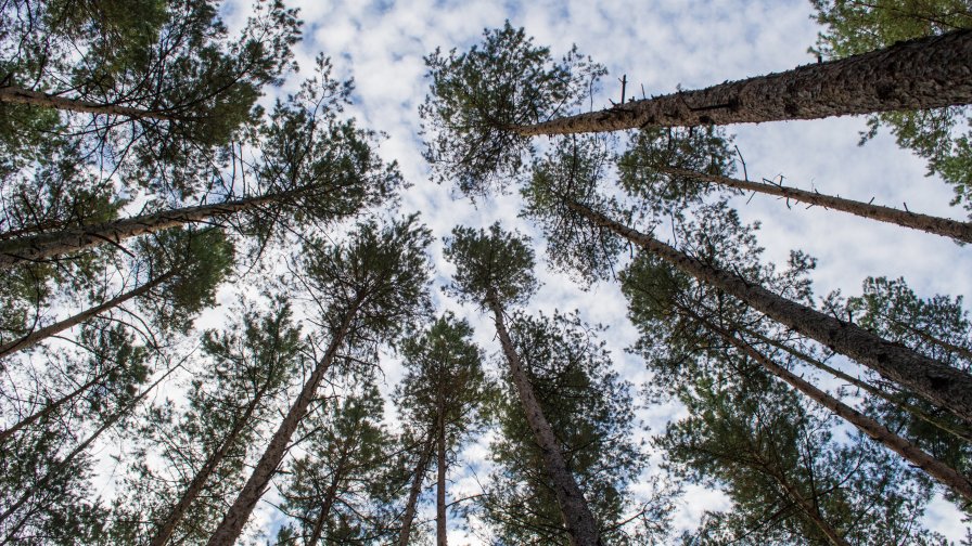 High Green Trees in Old Forest