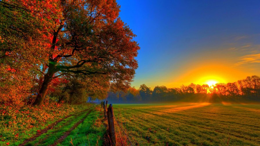 Impressive Sunrise Trees and Green Field