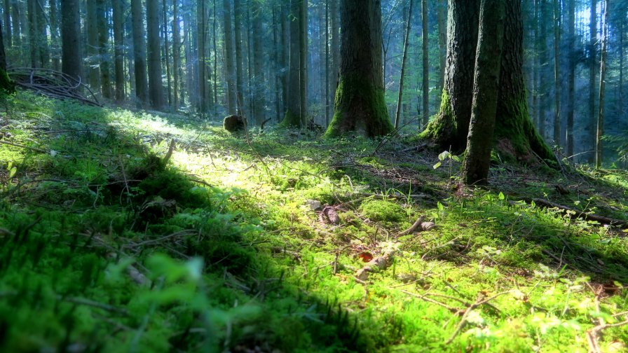 In The Forest