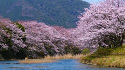 Japan Spring Sakura Flowers and Mountains