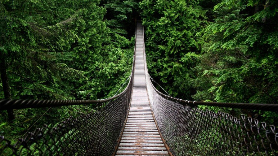 Jungle Bridge and Green Forest