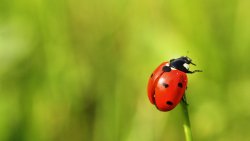 Ladybird on the Green Grass