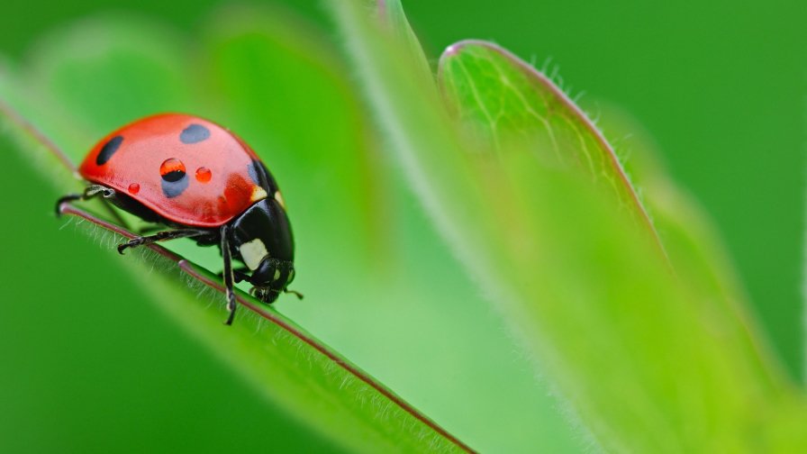 Ladybird on the Green Leaf