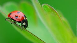 Ladybird on the Green Leaf