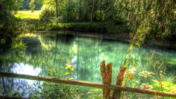 Lake in Green Forest