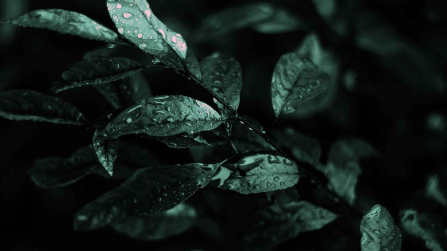 Leaves and Water Drops Dark Night