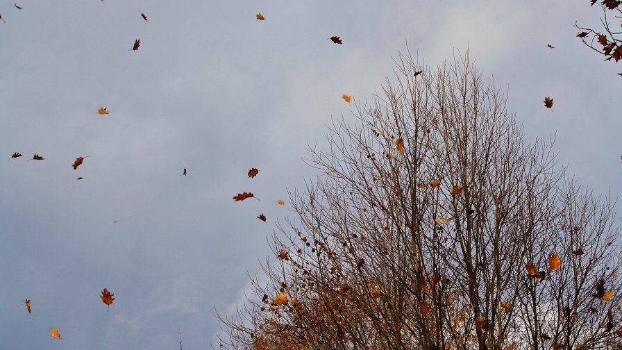 Leaves and Wind above the Trees