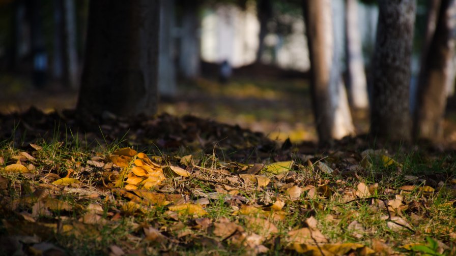 Leaves in Autumn Forest