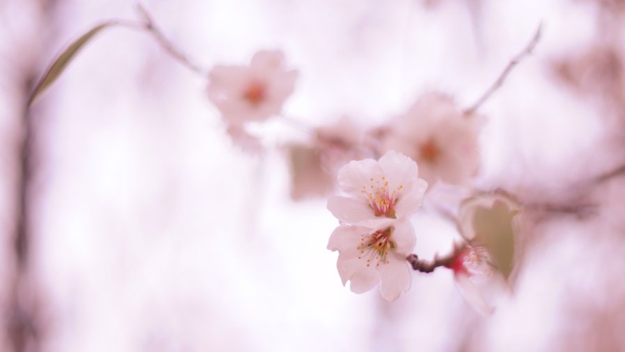 Light Pink Small Flowers Cherry