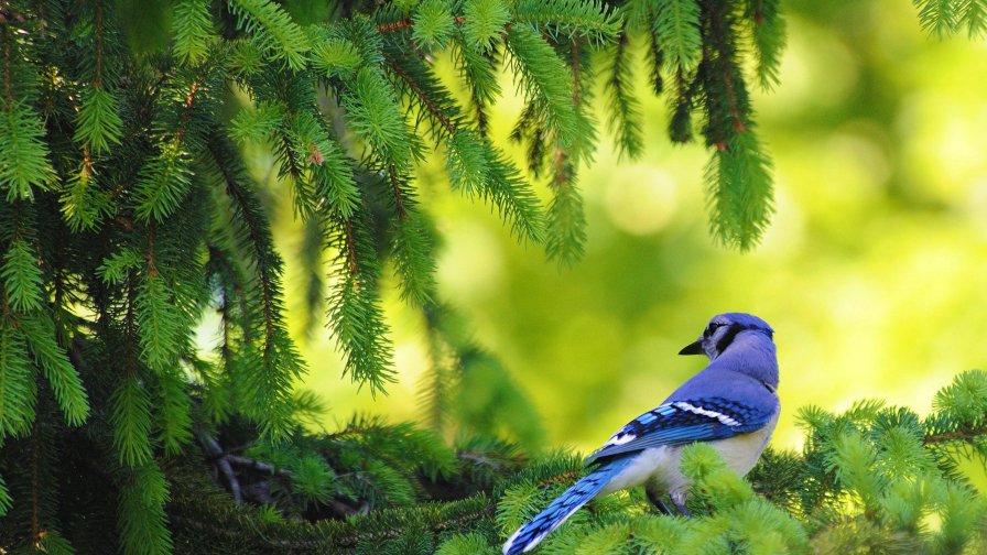 Little Blue Bird on the Branch