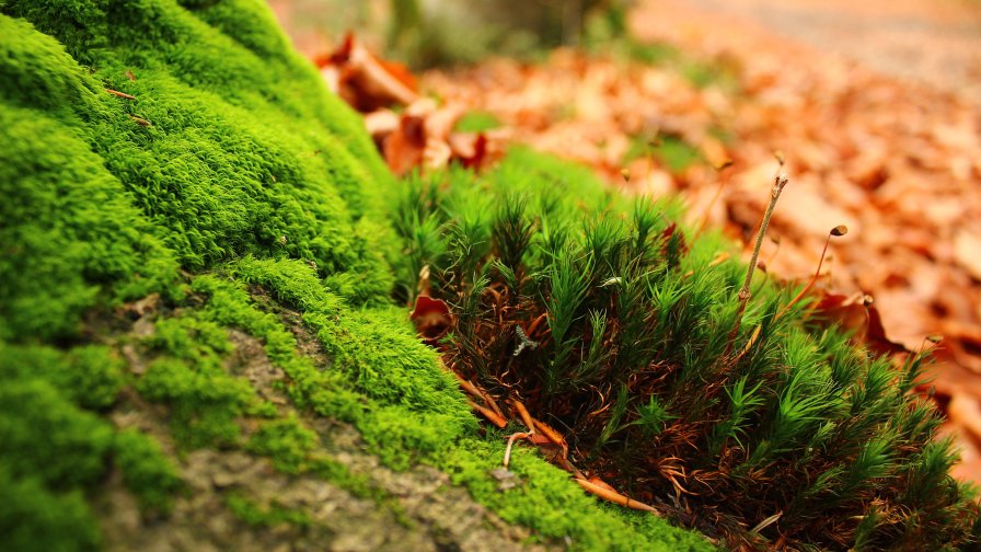 Little Green Grass and Moss Close Up