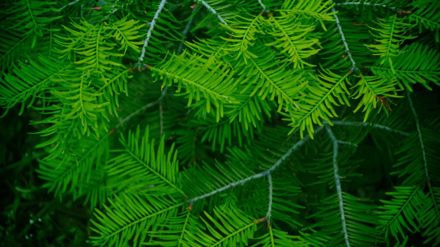 Little Green Leaves in the Garden