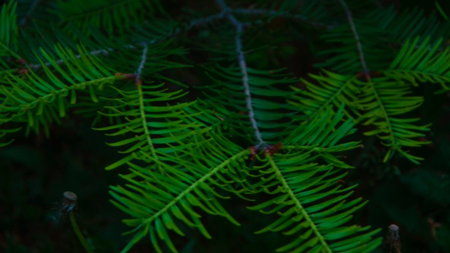 Little Green Leaves of the Fir