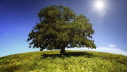 Lonely Green Tree