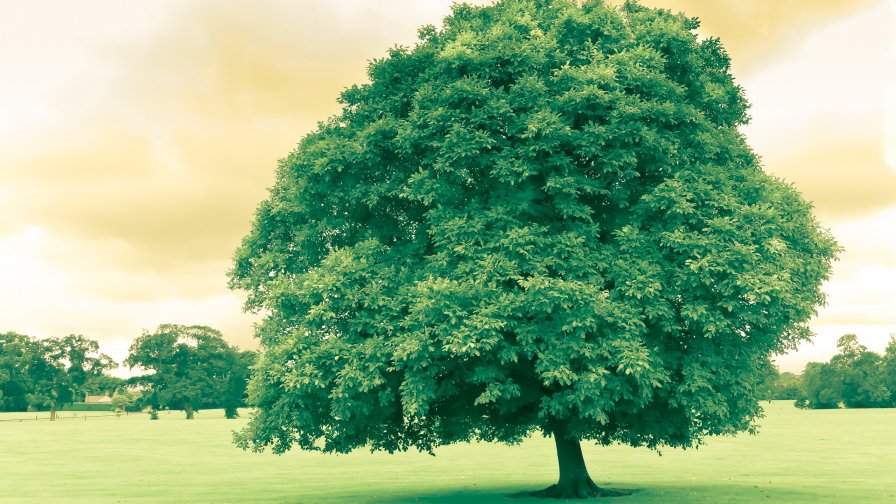 Lonely Green Tree Good Day