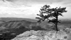 Lonely Tree and Mountains