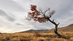 Lonely Tree in the Desert