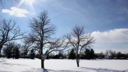 Lonely Winter Trees