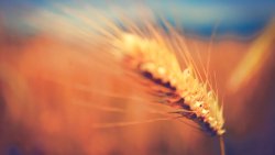 Macro Ear Grass Blurred Background