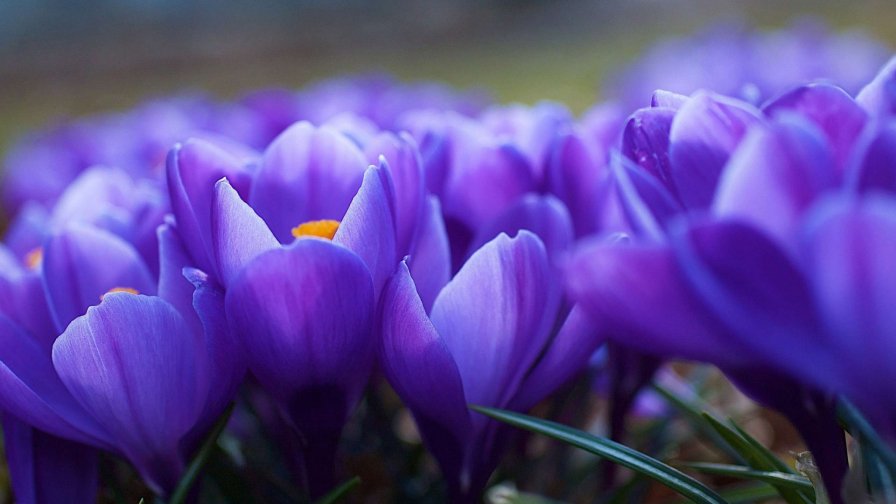Macro Purple Small Flowers