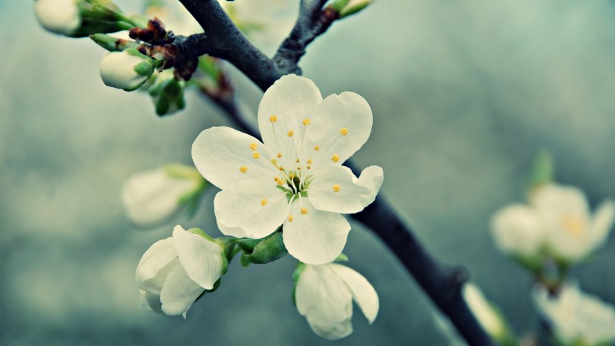 Macro Small Flowers on the Tree