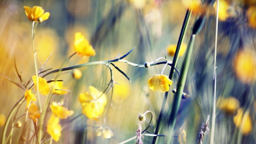 Macro Small Yellow Flowers