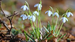 Macro Snowdrops and Green Grass