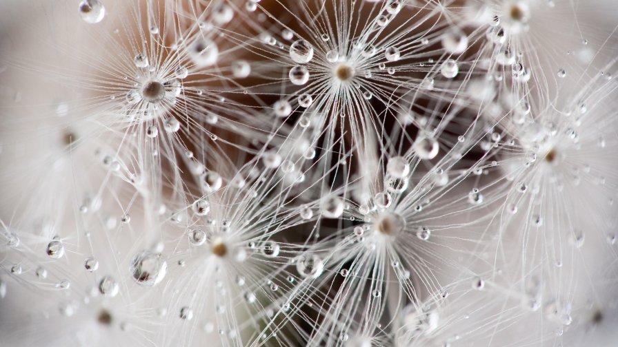 Macro Water Drops on the Dandelion