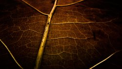 Macro Yellow Leaf