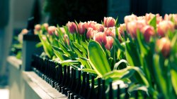 Many Beautiful Pink Tulips