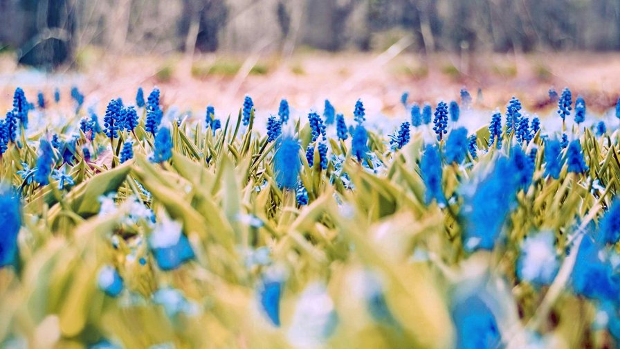 Many Little Blue Flowers Close Up