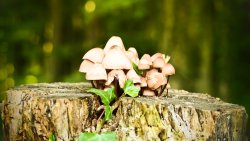 Many Little Mushrooms on the Wood