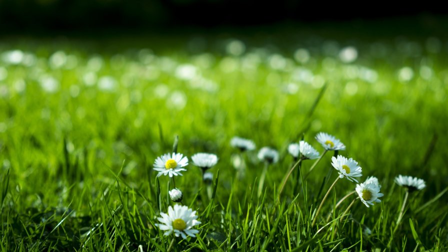 Many Little White Flowers on the Green Field