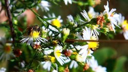 Many Small Flowers