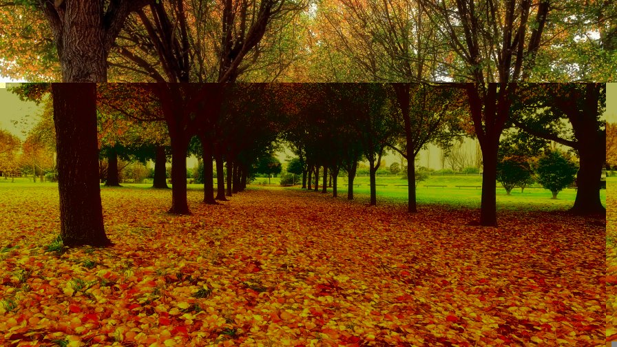 Many Yellow Leaves on Ground