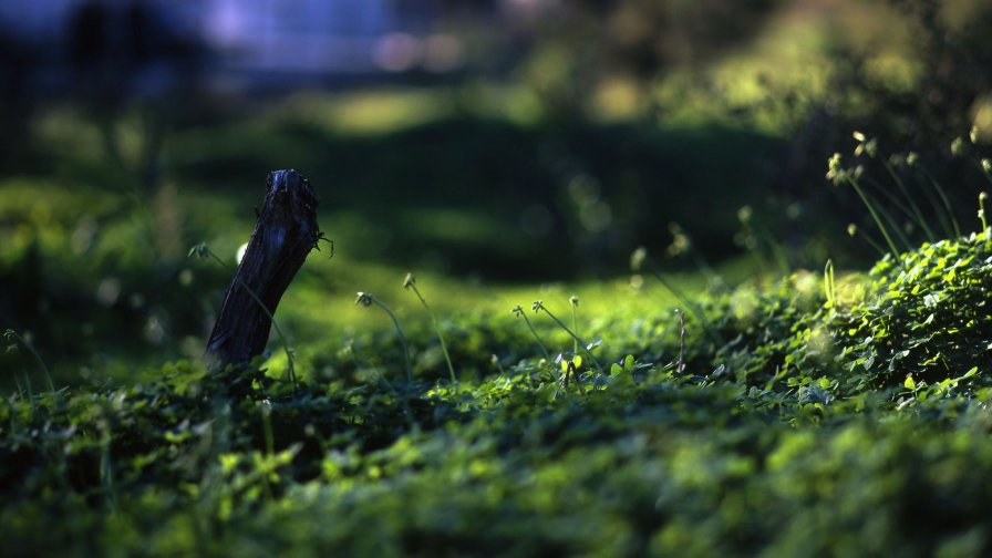 Meadow Green Grass and Dew