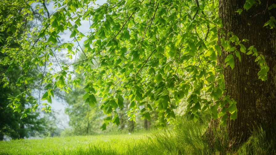 Meadow and Green Leaves on the Tree