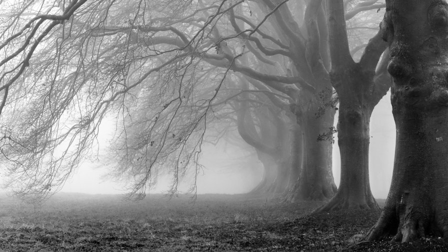 Misty Oblivion