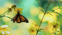 Monarch Butterfly On A Yellow Flower