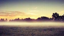 Morning Fog in the Field