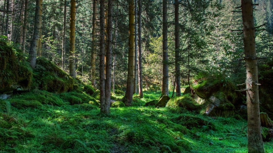 Moss and Forest
