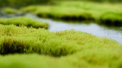 Moss and River