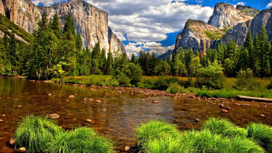 Mountain River Grass and Green Forest