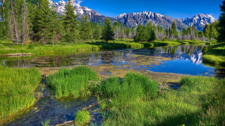 Mountain River Green Forest and Clear Blue Sky