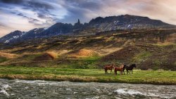 Mountain Valley River and Horse