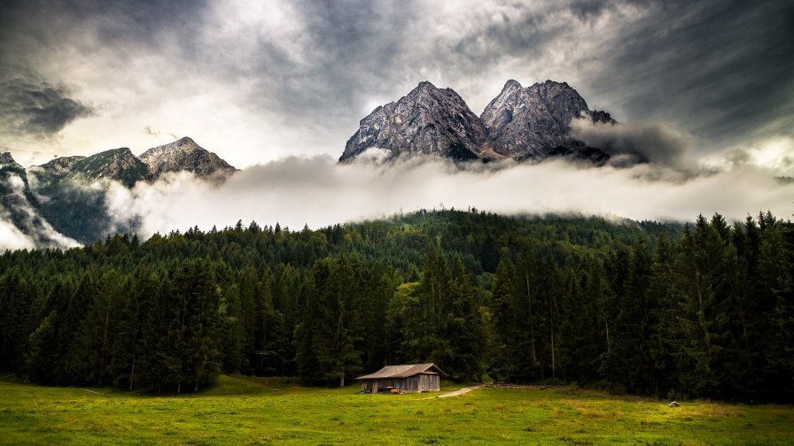 Mountains in Fog and Pine Forest