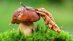 Mushroom and Grass